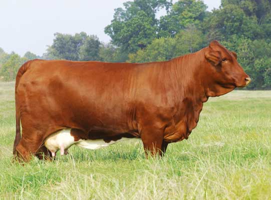 Beefmaster Confirmation