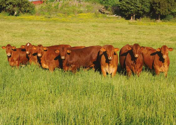 Beefmaster Disposition