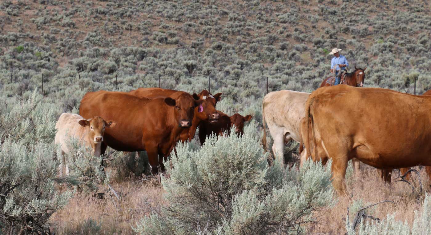 Anpassungsf&auml;higkeit